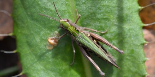 Réf. 334 087 : Omocestus rufipes